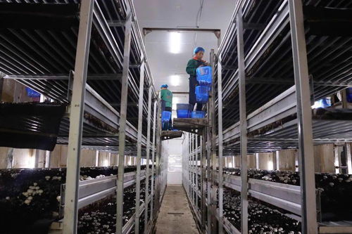 直播预告 明天,叶县融媒带你 云 看龙泉